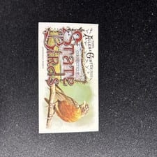 2025 Topps Allen & Ginter State Birds (Minis) American Robin - Connecticut #SB-7 card