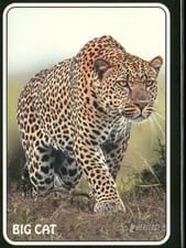 2024 Topps Heritage 1975 Topps Zoo's Who Stick-Ons Big Cat #75Z-20 card