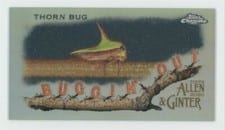 2020 Topps Allen & Ginter Chrome Buggin' Out! Mini Buggin' Out: Thorn Bug Mini #MBOC-5 card
