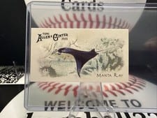 2025 Topps Allen & Ginter 50 Fish From Global Waters (Minis) Manta Ray #FGW-18 card
