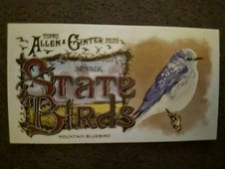 2025 Topps Allen & Ginter State Birds (Minis) Mountain Bluebird - Nevada #SB-28 card