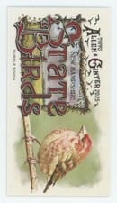 2025 Topps Allen & Ginter State Birds (Minis) Purple Finch - New Hampshire #SB-29 card
