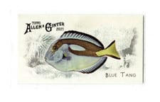 2025 Topps Allen & Ginter 50 Fish From Global Waters (Minis) Sailfish #FGW-21 card