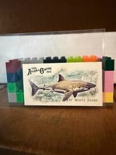 2025 Topps Allen & Ginter 50 Fish From Global Waters (Minis) Whale Shark #FGW-37 card