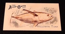 2025 Topps Allen & Ginter 50 Fish From Global Waters (Minis) Yellowfin Tuna #FGW-4 card